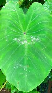 Taro leaves  (  आळूचे पान ) ( 5 Pcs )