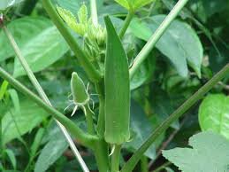 Ladyfinger ( भेंडी ) ( 1 kg )