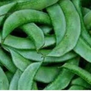 Valor flat Beans( वालाची शेंगा) ( 1 kg )