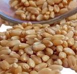 Sharbati Wheat ( गहू   ) ( 1 Kg  )