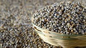 Pearl Millet ( बाजरी ) ( 1 Kg  )
