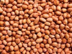 Groundnut ( शेंगदाणा ) (1 Kg )