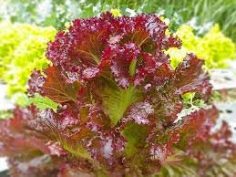 Z  Red Lettuce  ( 250 gm )