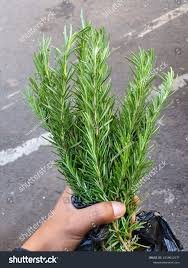 Z Rosemerey ( 250 gm)