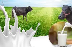 Milk Bufalow  ( गावाकडच म्हशीचे दुध   ) (  1 Ltr )