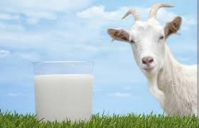 Milk Goat  ( गावाकडच शेळीचे  दुध   ) (  250 ml )