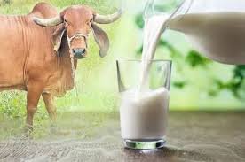 Milk Cow  ( गावाकडच गायचं दुध  ) (  1 Ltr )
